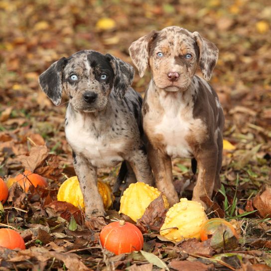 Catahoula kutya Merle kölyökkutya Kutya, emlős, gerinces, kutyafajta, Canidae, ragadozó, sportoló csoport, Louisiana Catahoula Leopárdkutya kölyökkutya Merle optikában, vadászkutya, kölyökkutya,