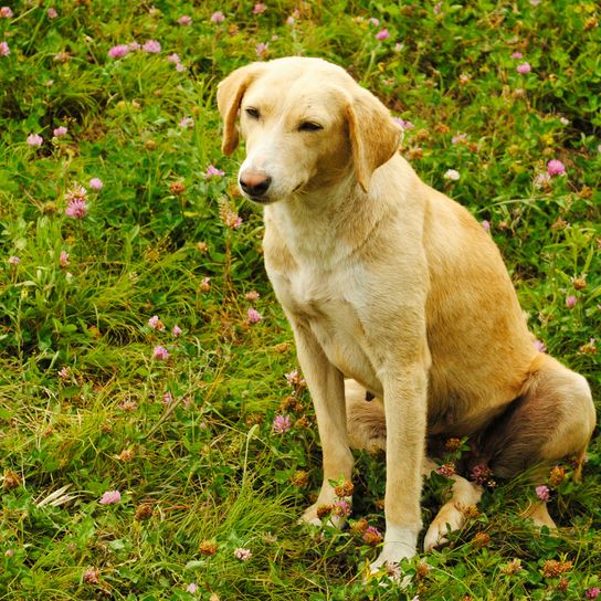 Kutya, emlős, gerinces, Canidae, kutyafajta, ragadozó, sportoló csoport, világosbarna Combai virágos réten ülve