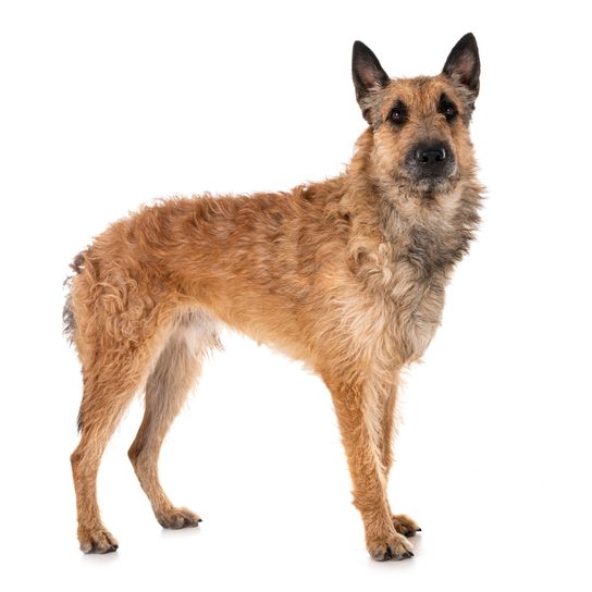 Bozontos szőrű kutya Kutya, Emlős, Gerincesek, Kutya fajta, Canidae, Rágcsáló, Munkakutya, Ritka fajta (kutya), világosbarna kutya bozontos szőrzettel fehér háttér előtt
