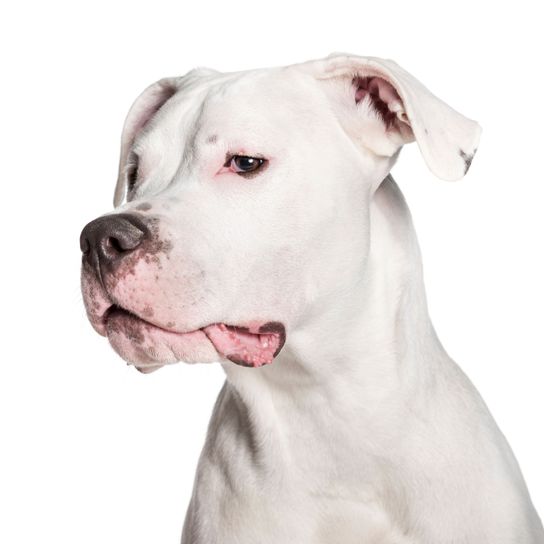 Kutya, emlős, gerinces, kutyafajta, Canidae, húsevő, fehér Dogo Argentino fekete orral, a Cordoba harci kutyához hasonló fajta, nem sportoló csoport, bulldogra hasonlít, fehér harci kutya hegyes fülekkel.