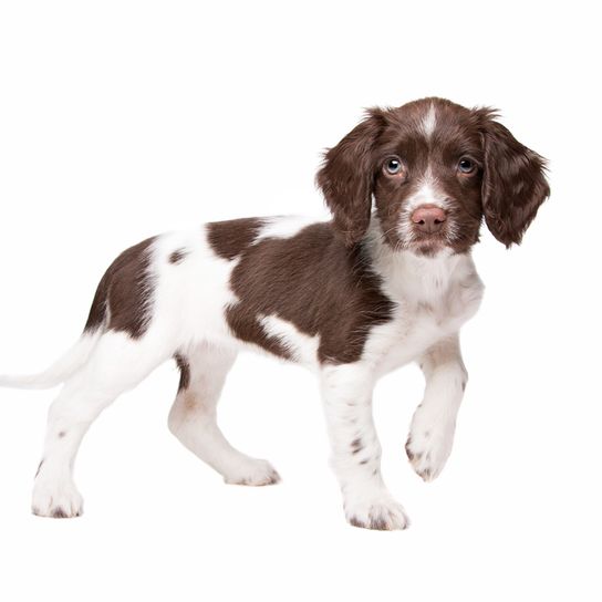 Drentsche Partridge Dog, holland kutyafajta, barna fehér kutya lógó fülekkel, spánielhez hasonló kutya, családi kutya és vadászkutya csirkékre.