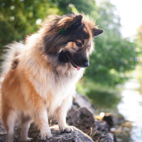 Elo kutya a vízen, Wolfsspitzhez hasonló kutya, Eurázsiához hasonló kutya, hosszú pofájú és szúrós fülű kutya, családi kutya kevés vadászösztönnel, keverék Eurázsiában, nem elismert kutyafajta.