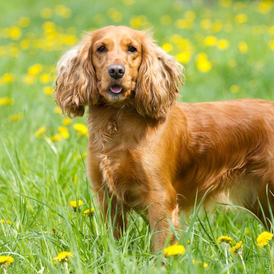 Kutya, emlős, gerinces, kutyafajta, Canidae, ragadozó, cocker spániel, barna angol cocker spániel, társas kutya, sportos csoport,