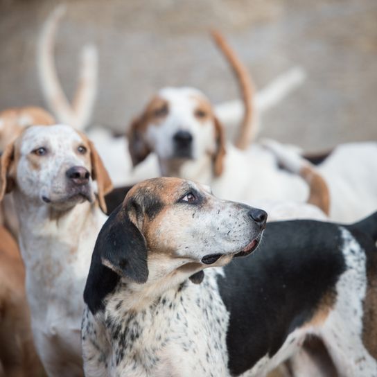 Angol Foxhound falkája, kutya Nagy-Britanniából, kutya Angliából, vadászkutya, beagle-hez hasonló kutya