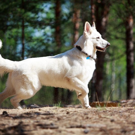fehér nagy kutya, svájci kutyafajta, nagy fehér pásztorkutya áll az erdőben és mutat valamit, kutya álló füllel és hosszú szőrrel