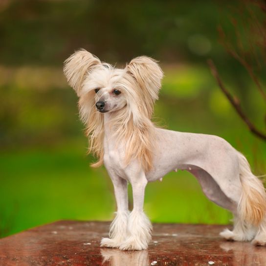 Kutya, emlős, gerinces, kutyafajta, Canidae, fehér kínai címeres kutya, ragadozó, társas kutya, kölyökkutya, havanese-hez hasonló fajta,