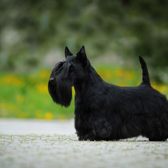 Skót terrier fekete, kis kutya fekete bundával, kutya hosszú bundával, fekete kutyafajta, szúrós fülű kutya, bajuszos kutya, városi kutya, kutyafajta kezdőknek