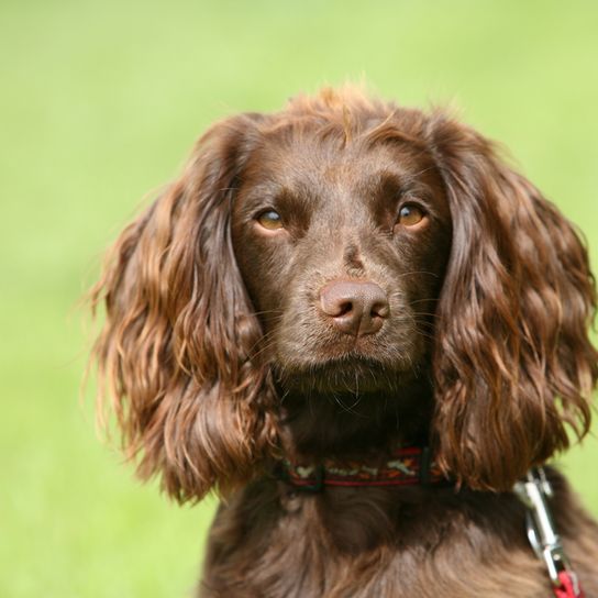 Field Spaniel portré, kutya lógó fülű, kutya hullámos szőrzettel, barna kutyafajta, barna kutya fajta