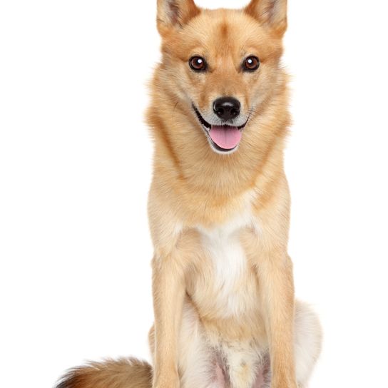Finn spitz fehér háttéren ül és liheg, kutya álló füllel, vörös kutyafajta, német spitzhez hasonló kutya, Karelo-Finnish Laika, Suomenpystykorva