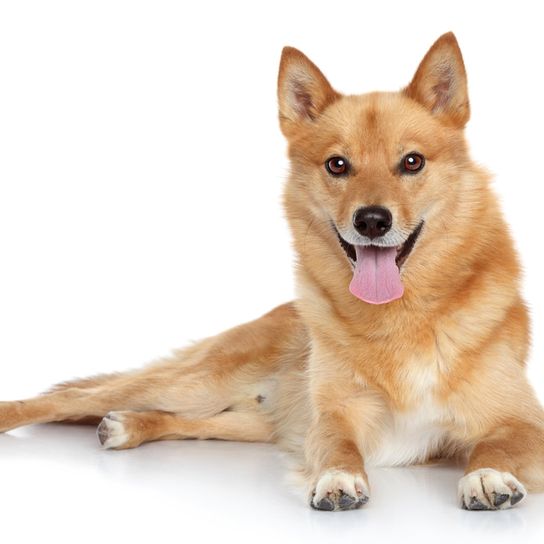 Finn spitz fehér háttéren fekvő, lihegő, álló fülű kutya, vörös kutyafajta, német spitzhez hasonló kutya, Karelo-Finnish Laika, Suomenpystykorva