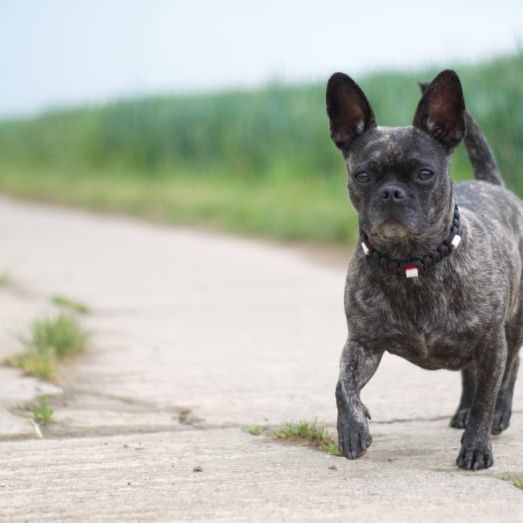 Hund,Hunderasse,Fleischfresser,Pflanze,Rehkitz,Gras,Himmel,Landtier,Schnauze,Sportliche Gruppe,