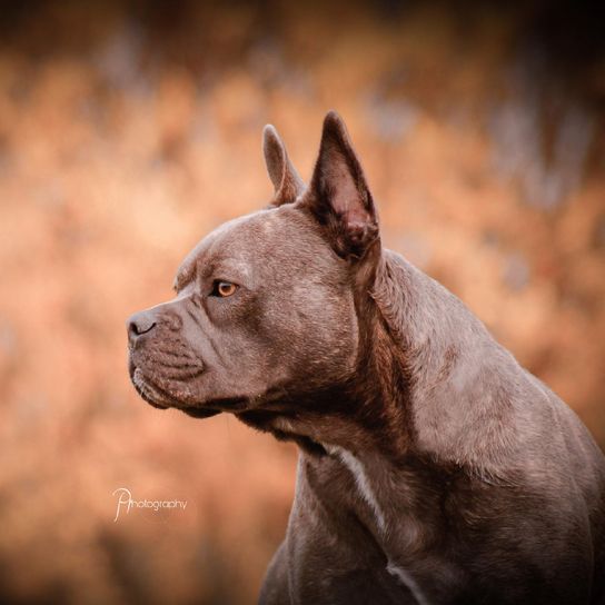 Frenchie Staff © Patricia Plazotta Hund,Hunderasse,Fleischfresser,Ohr,Rehkitz,Landtier,Schnurrhaare,Begleithund,Blitzlichtfotografie,Falten,