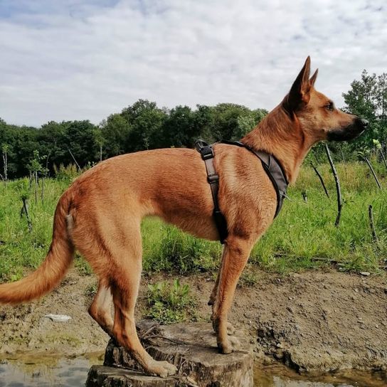 Himmel,Hund,Wolke,Wasser,Fleischfresser,Arbeitstier,Halsband,Kitz,Hunderasse,Begleithund,