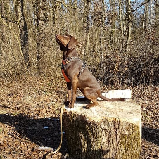 Hund, Pflanze, Holz, Fleischfresser, Baum, Baumstamm, Kitz, Gras, Hunderasse, Wald,