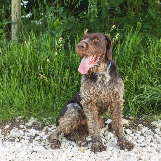 Kutya, Emlős, Gerinces, Canidae, Kutya fajta, húsevő, Braque Francais, Német hosszúszőrű pointer, Sportos csoport, Mutatós fajta Barna, fehér pontokkal.