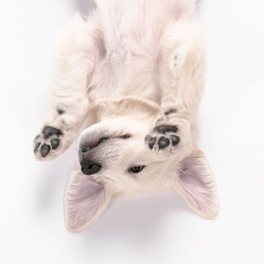 Golden retriever kiskutya a hátán Canidae, kölyök, mancs, fiatal golden retriever kölyök fehér, kis fehér kutya, de hamarosan nagy kutyává válik, hosszú szőrű és nagyon népszerű fajta, vakvezető kutya.