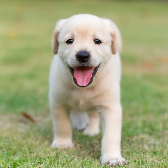Golden retriever kölyök nevet Kutya, Emlős, Gerinces, Kutyafajta, Canidae, Labrador Retrieverhez hasonló fajta, Kölyökkutya, Retriever, Ragadozó, Sportos csoport, Golden Retriever kölyökkutya krémszínűben