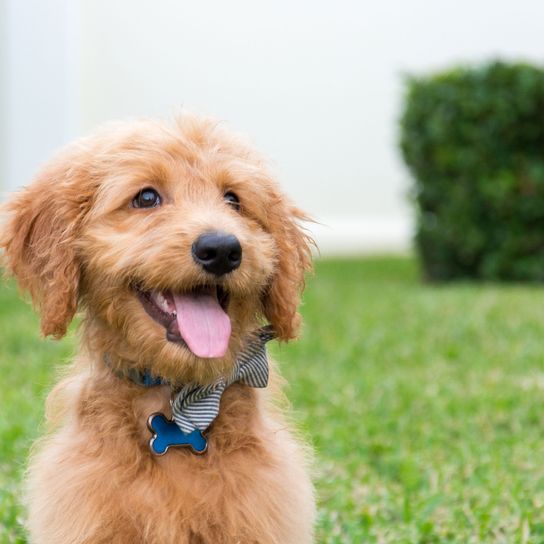 Kutya, emlős, gerinces, kutyafajta, Canidae, ragadozó, társas kutya, goldendoodle barna kölyökkutya, fű, szájkosár,