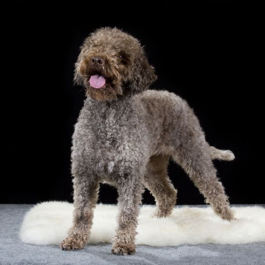 Kutya, emlős, gerinces, Canidae, kutyafajta, ragadozó, spanyol vízi kutyához hasonló kutya, szürke Lagotto romagnolo, sportos csoport, goldendoodle-hoz hasonló fajta,