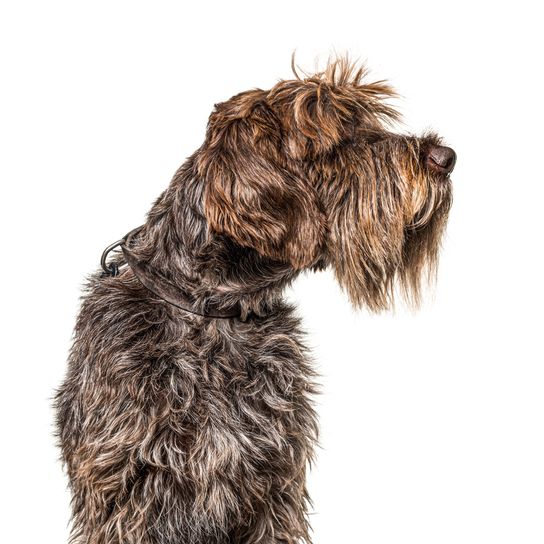 Griffon Korthals, Griffon d'arrêt à poil dur, durva szőrű pointer, német Rauhaarhoz hasonló kutya, nagytestű kutya Franciaországból, vadászkutya fajtaleírás, vadászkutya fajta, nagytestű barna kutya fajta, franciaországi kutya, franciaországi kutya.