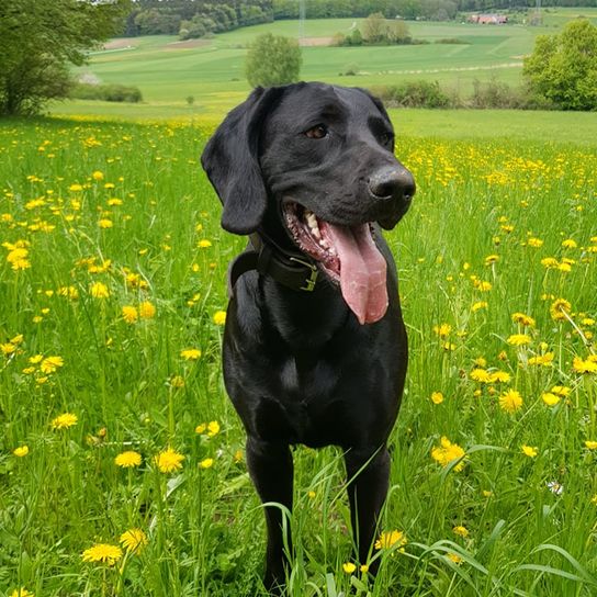 Pflanze, Hund, Blume, Grün, Wolke, Hunderasse, Himmel, Fleischfresser, Halsband, Baum,