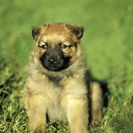róka kölyök Harz, Harzerfuchs, kiskutya egy kis barna kutya egy sötét pofa hasonló egy belga juhászkutya, kutya, mint egy kölyök még mindig nem szúrós fülek, bár a fajta kap szúrós fülekkel