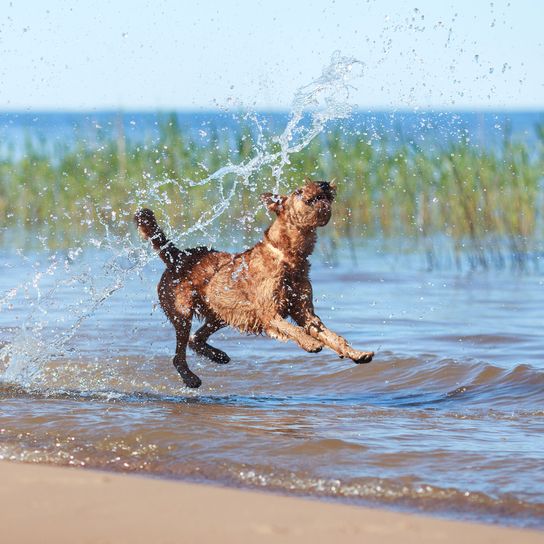 Kutya, Canidae, kutyafajta, húsevő, sportcsoport, ugrás, szórakozás, vadászkutya, retriever, ír terrier játszik a vízben és úszik.