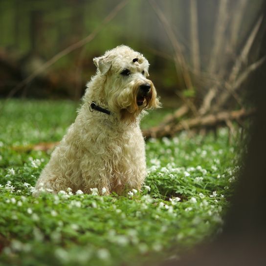 Ír Soft Coated Wheaten Terrier karakter