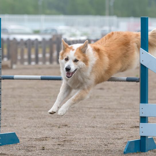 kutya agility, emlős, kutya, gerinces, Canidae, rally obedience képzés izlandi kutyával, flyball, kutyasport, ragadozó, kutyafajta, vörös és fehér kutya hosszú szőrrel és szúrós fülekkel