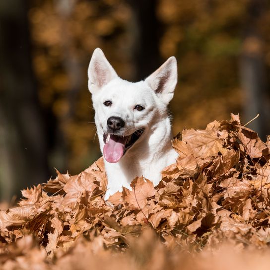 Kánaáni kutya fehér ül egy halom levélben ősszel nevetve és lihegve, Göndörített farok, Kutya, amely fehér, Kutya hasonló Shiba Optical, Kutya álló fülekkel, Isreal Spitz, izraeli kutyafajta, nagy kutyafajta, hegyes fülek, Álló fülek