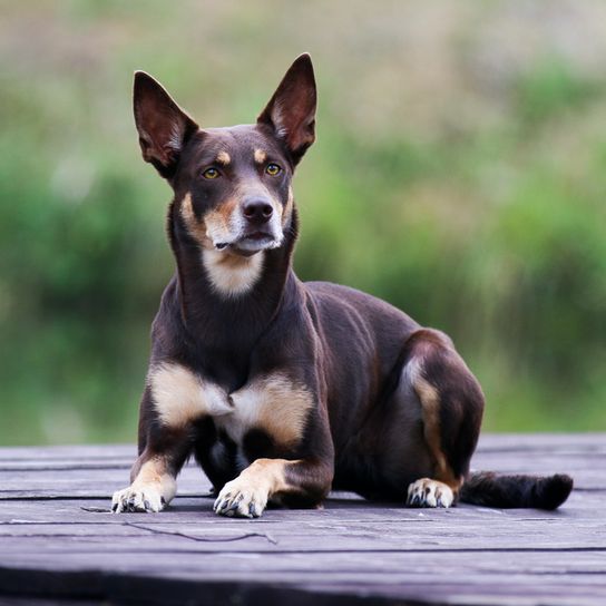 Ausztrál Kelpie, kutya álló füllel, barna barna kutya, ausztrál fajta, juhászkutya, juhászkutya, juhászkutya