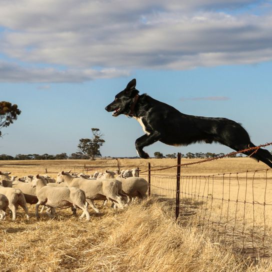 Ausztrál juhászkutya, Kelpie, fekete-fehér kutya juhokat terelget, kutya ugrik a kerítésen a juhokhoz