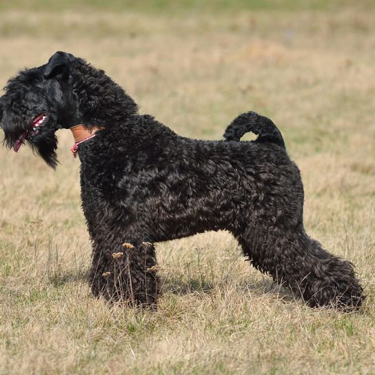 Kerry Blue Terrier, fekete kutya a réten, kutya rövid farokkal, kutya fürtökkel, kutya hasonlít schnauzer, kék kutyafajta, ír kutya, kutya Írországból, kutyafajta göndör farokkal és sok szőr az arcon