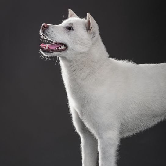 Kishu Inu, kutyafajta fehér, közepes kutya, fél kutya, fehér kutya fülekkel Japánból