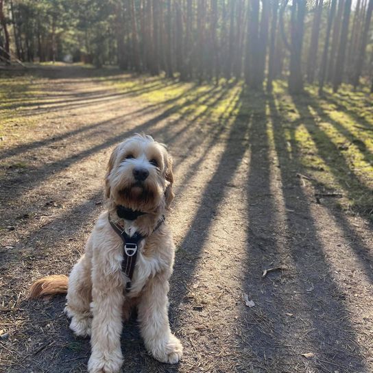 Hund,Hunderasse,Fleischfresser,Pflanze,Baum,Begleithund,Kitz,Schnauze,Gras,Arbeitstier,