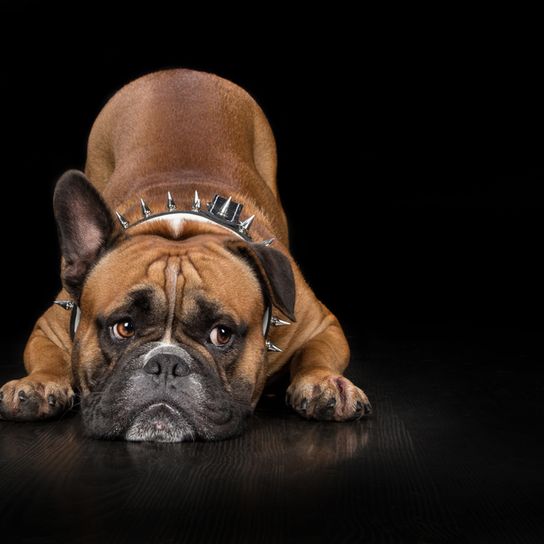 Kutya, amelynek csak egy álló füle és egy lógó füle van, Bulldog, kontinentális bulldog, kis barna kutya sötét pofával és láncos nyakörvvel, tüskés nyakörvvel.