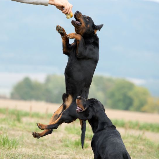 fekete és barna kutya, Kopov Szlovéniából, Slovenský Kopov, középtermetű kutyafajta Szlovéniából, a dobermannhoz hasonló kutya