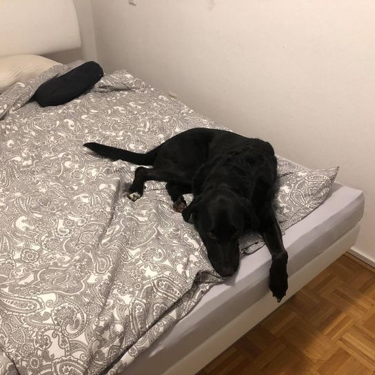 Labernese © Petra Sampl Komfort,Felidae,Inneneinrichtung,Grau,Fleischfresser,Boden,Bodenbelag,Kleine bis mittelgroße Katzen,Farbtöne und Schattierungen,Hartholz,