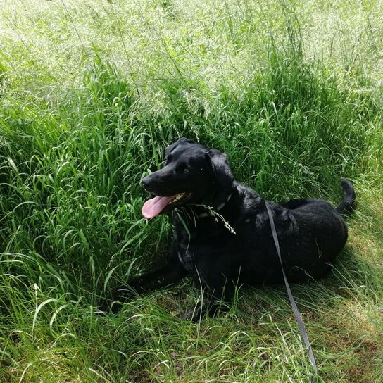 Labernese © Petra Sampl Hund,Pflanze,Fleischfresser,Gras,Hunderasse,Begleithund,Arbeitstier,Bodendecker,Schnauze,Grasland,
