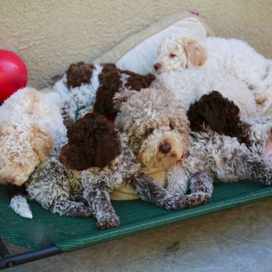 Kutya, Canidae, konyha, étel, spanyol vízikutyához hasonló fajta, sportos csoport, Lagotto romagnolo, göndör kutya, Lagotto kölykök, szarvasgomba vadászkutya, szarvasgomba vadászkutya, szarvasgomba vadászkutya