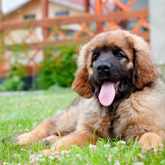 Kutya, emlős, gerinces, kutyafajta, Canidae, Leonberger kiskutya, húsevő, sportcsoport, szájkosár, óriás kutyafajta, nagy kutya barna szőrrel és fekete szájkosárral.