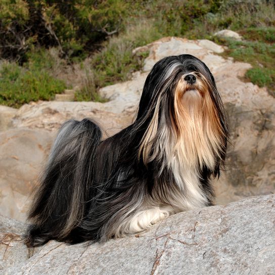 barna fehér fekete Lhasa Apso nagyon hosszú szőrrel egy kövön és a távolba néz, kutya nagyon hosszú szőrrel az arcon