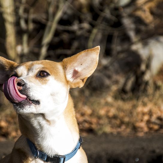 Podengo Portugues kicsi, durva szőrű kutya Portugáliából, vörös fehér kutya, narancssárga színű kutya, tüskés fülű kutya, vadászkutya, családi kutya, kis családi kutya, barna fehér szőrrel, sima szőrrel