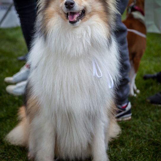 Hosszúszőrű collie kiállításon Collie hosszú szőrrel, fehér barna kutya nagyon hosszú szőrrel, Lassie kutya