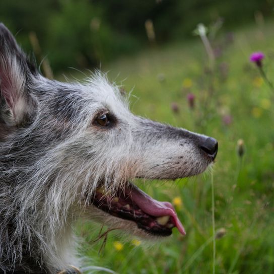 Lurcher kutya a cigányok kutyája Írországból, ír kutyafajta, nagy kutyafajta, agár, keverék fajta, agár keverék durva szőrzettel, szürke fehér kutya szúrós fülekkel és nagyon nagy, óriás kutyafajta, versenykutya, vadászkutya.