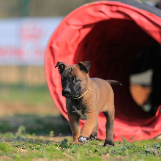 kutya, Canidae, kutyafajta, szájkosár, ragadozó, kutya agility, fű, engedelmességi tréning, alárendeltség, belga juhászkutya Malinois, Mali kölyökkutya barna, kis barna kutya, amely sok kitartással rendelkezik, kutya sok mozgással, rendőrkutya