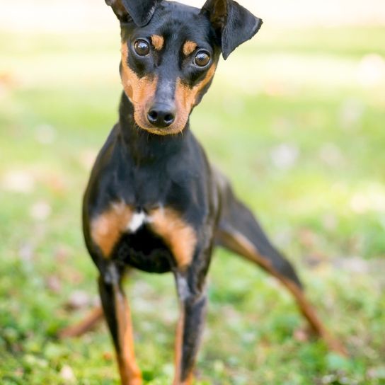 Manchester terrier kutya, kis pinscher