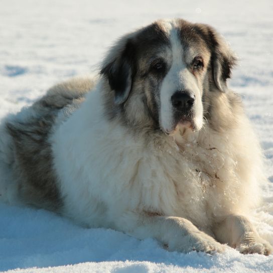 Pireneusi masztiff, Mastín del Pirineo, nagy kutyafajta Spanyolországból, terelőkutya, farmkutya, nem kezdő kutya, nyugodt kutyafajta, óriás kutyafajta, legnagyobb kutya a világon, hosszú szőrű kutya, szürke fehér kutya háromszög fülekkel.