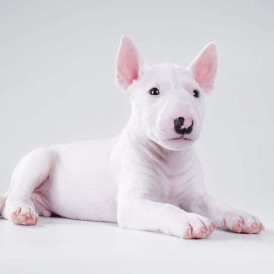 Mini Bull Terrier kölyök Kutya, emlős, gerinces, Canidae, bullterrier (miniatűr), fehér mini bullterrier kiskutya fekete orral, öreg angol terrier, bika és terrier, kutyafajta, angol fehér terrier,
