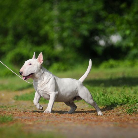 Miniature Bull Terrier Emlős, Kutya, Gerincesek, Canidae, Bullterrier (miniatűr), Kutya fajta, Bullterrier, Bullterrier és terrier, Angol fehér terrier rövid lábakkal, Nagyon izmos fehér kutya álló fülekkel, Harci kutya pórázon.